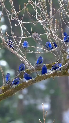 exclusive bird on Instagram: "Grandala  Most elusive and adorable bird of Western Himalayas. Huge flocks live in Great Himalayan National Park and its surrounding valleys. by: @vinay.blue.sheep"