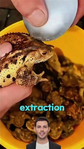 Why They Collect Toad Poison !! #animalfacts #animals #facts #poison #nature #wildlife