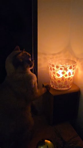 31 reactions | POV: Ton chat est un Baptiste en devenir樂 #baptiste #tespasnetbaptiste #pov #chat #burmese #burmesecat #burmesecatsofinstagram #burmesecats #chatburmese #cat #noël #bougie #paindepices #reelsinstagram #drolehumour #drole #france #humour #christmas #rhonealpes | Eleonore | Facebook