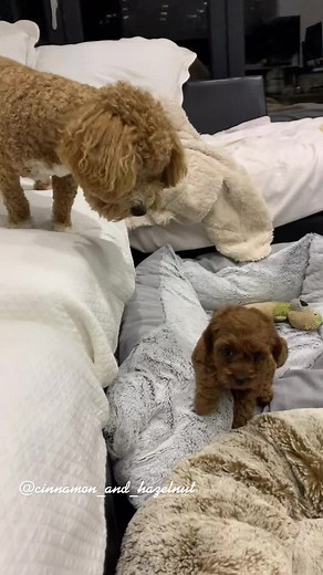 Introducing Cinnamon and Hazelnut: The Perfect Cavapoo and Cavoodle Duo