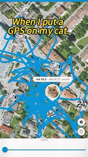 Orange Cat Behavior Revealed by GPS Tracking!