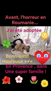 10K views · 1K reactions | Des bonnes nouvelle de Bonnie. Cette petite chienne venue de Roumanie afin d'échapper à un triste sort... Longue et belle Vie petite Bonnie. Merci à tes adoptants de t'offrir un grand bonheur ! | Association Rosalie Provence | Facebook
