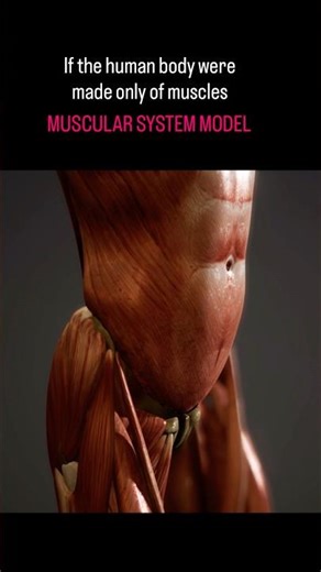 Muscular system model #subscribe #anatomy #physiotherapist #youtubeshort #health