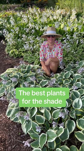 Best Plants for Shade: Hostas Plant Care and Landscaping Ideas