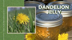 Pick dandelions in your yard to make some tasty and delicous dandelion jelly. Tastes like honey! So simple! | Tim Farmer's Country Kitchen