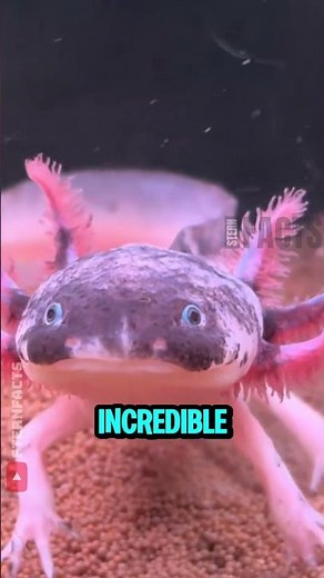 Why the Axolotl Is the World's Most Amazing Animal 🦎
