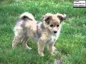 Pomeranian Australian Shepherd Mix Collection Of Pictures | Pomeranian Australian Shepherd Mix Dogs