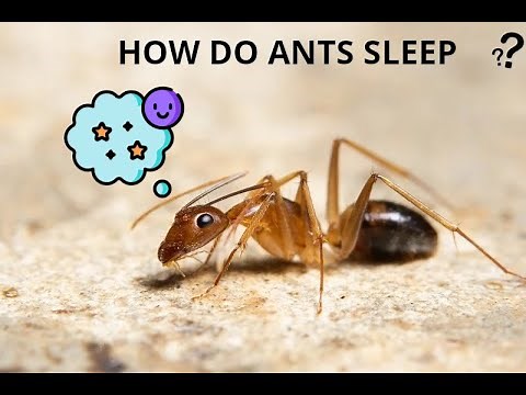 HOW DO ANTS SLEEP? DISCOVER THEIR SECRETS