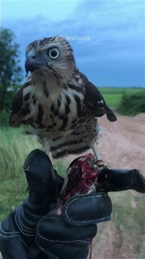 Baby Crested Goshawk Eating | Wild & Adorable Moment 🐣🦅