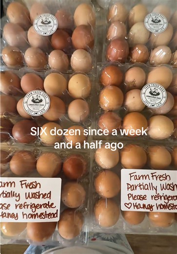 Egg packaging time 🥚🍳 #homestead #chickensoftiktok #eggs #fyf