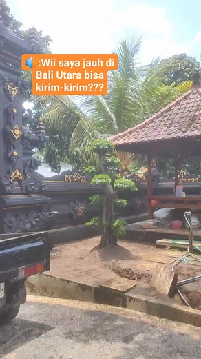 9.7K views · 77 reactions | 081937558594 Suksma orderannya Wii semoga makin subur disana dan semangat berlayar kembali Astungkara mesari , #pejuangrupiah #jangkauanluas #video #reels #fyp #creator #bonsaitaman #bonsai #dollar #tejakula #pelaut | Nanoe Putra Sesana | Facebook