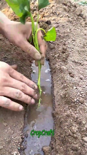 The Best Time and Method to Plant Sweet Potatoes 🍠