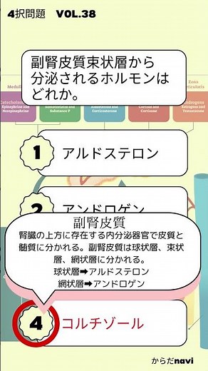 副腎皮質束状層から分泌されるホルモンはどれか。 #国家試験対策 #理学療法 #解剖学 #柔道整復師