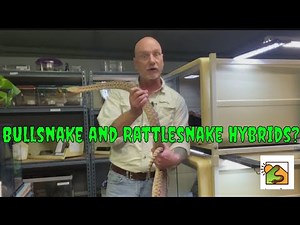 Bullsnake and Rattlesnake Hybrids?