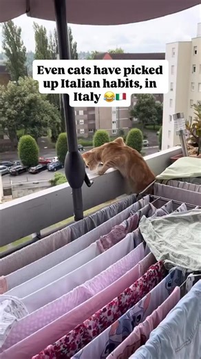 The official mascot of Italy. 😉 Even the cats have mastered the art of expressive meows and passionate hand gestures. Who else has a cat with a very Italian personality? 😂 #ItalianCats #CatsOfItaly #ItalianHumor #DolceSociety #MemeItalia #JustItalianThings #TravelReality #ItalianLife #Nonna #Cats | Italy.views