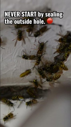 Yellow Jackets Chewing Drywall?! ⚠️ Rochester Pest Control