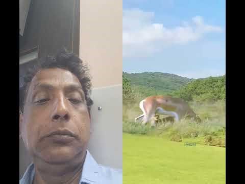 Angry Antilope can destroy cheetah with family #wildlife #anti🫎🐆