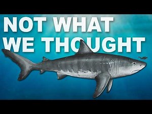 What Did Megalodon Actually Look Like?