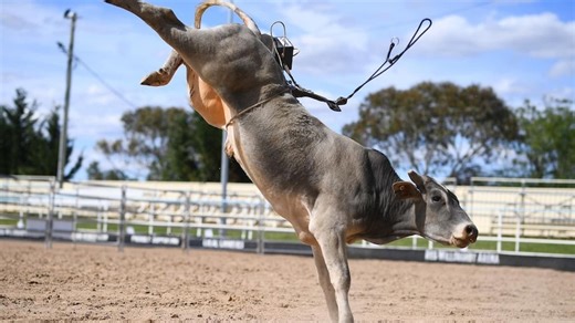 Bucking bull owners spend months caring for and training their bovines but few of them ever reach the rodeo arena
