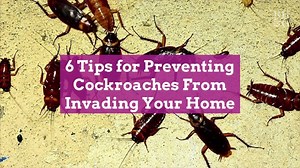 6 Tips for Preventing Cockroaches From Invading Your Home