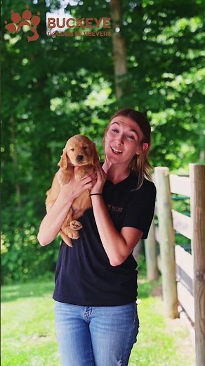 Riley - 3 - AKC Dark Red American Golden Retriever Puppy | Buckeye Golden Retrievers