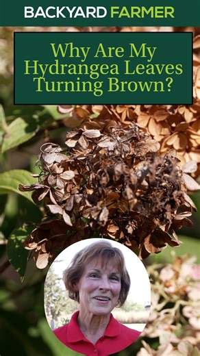 Are the leaves on your hydrangea turning brown—especially on the undersides of the plant? You’ll learn what’s normal as hydrangeas head into dormancy and what requires attention to keep your plants healthy. Get practical, science-based advice on how to manage watering, pruning, and site conditions so your hydrangeas bounce back beautifully next season. 👉 Follow Backyard Farmer for weekly tips, plant care advice, and landscape troubleshooting straight from the experts! #BackyardFarmer #Hydrangea