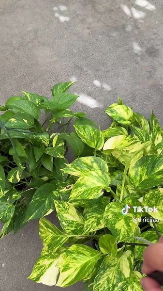 Identifying Golden Pothos and Patricio Pothos