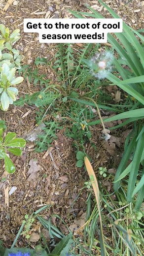 The ProPlugger 5-IN-1 Planting Tool gets to the root of hard to pull deep tap root weeds such as dandelions and thistle as well as wild onions. Makes a great bulb planter, lawn plugger, flower and veggie planter and a soil sample tool! Made in the USA 🇺🇸 . . . . .#proplugger #weeds #weeding #gardentools #gardentool #gardening #garden #madeinusa #madeinamerica #🇺🇸 | ProPlugger