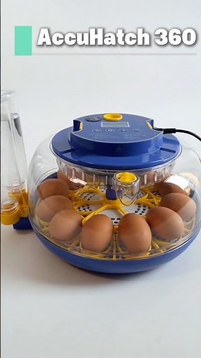 The Easiest Beginner Incubator (Anyone Can Hatch Eggs With This)