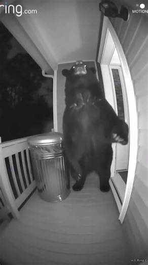 Just Caught a Bear outside my front door on the ring camera #shorts #viral #ringcamera