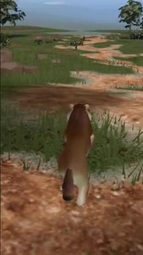 hunting peccary! (ecos la brea) #animals #wildlife