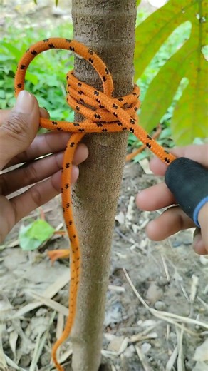 Strong and Easy Tree Rope Knot