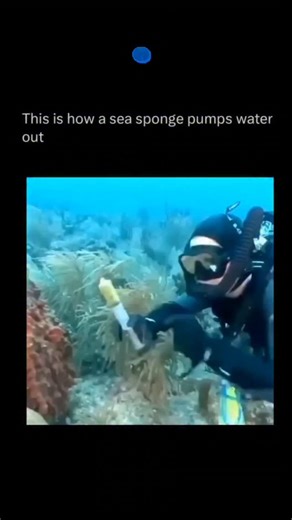 @unsseeen_world on Instagram: "Sea sponges function as highly efficient biological pumps by utilizing millions of microscopic, specialized cells called choanocytes (or collar cells) that line their internal chambers. Each choanocyte possesses a whip-like tail called a flagellum; these flagella beat in a coordinated, rhythmic fashion to create a low-pressure zone within the sponge's body. This pressure differential acts as a "suction" that draws nutrient-rich water through thousands of tiny exter
