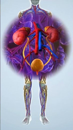 "🩺💧 Organs of the Excretory System | How Your Body Removes Waste Efficiently