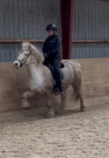 Så småt at begyndt at for løft i ridehal 🙈 vi glæder os til han har fundet balancen og styrken så han kan for hovedet ned som vi kan udenfor #icelandichorse #fyp #islænder #leikur #training