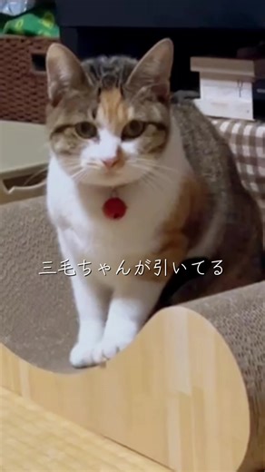 三毛ちゃんとパパの楽しい日常