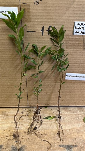 6–12” Tall Southern Wax Myrtle Plant 1-2 Years Old, Southern Bayberry, Morella Cerifera (myrica Cerifera) - Etsy