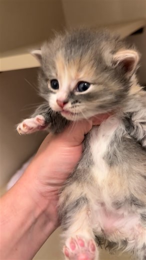 I was hesitant to share this, but it felt unfair to Tibbles’ memory to leave her story untold. Tibbles was a sweet Manx kitten with normal legs but was born with a severe congenital condition called a rectovaginal fistula with atresia ani. This meant she had no normal anal opening, and her stool passed through her vulvar region instead. She also leaked urine constantly, and although I could keep her clean with regular baths, it became clear that her quality of life was not what any kitten deserv