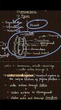 PHYLUM PORIFERA/ SPONGES IN ONE SHOT
