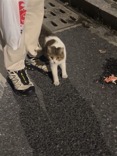 Rescue and Adoption of a Disabled Cat