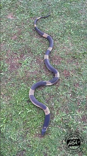 You have to love Banded Cobras ❤️