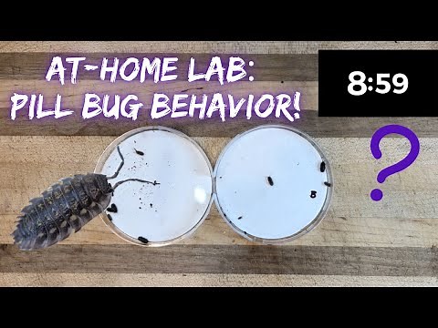 At-Home Lab: Roly Poly Behavior [Isopod Lab Setup, Observations, and Inquiry]