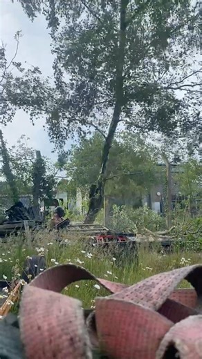 Tree felling #chainsaw #fun #stihl #timberwolf #treework #shorts