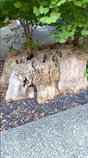 東京大学で見た生きた化石(ジュラ紀の植物)イチョウ。植物界ではイチョウのグループはただ１種イチョウしか現存しない。#植物 #生命 #自然 #plants #life #nature