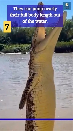How Saltwater Crocodiles Hunt Their Prey 🐊 #shorts #shortsfeed #shortvideo