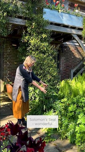 Sarah's top five perennial plants for shady spots