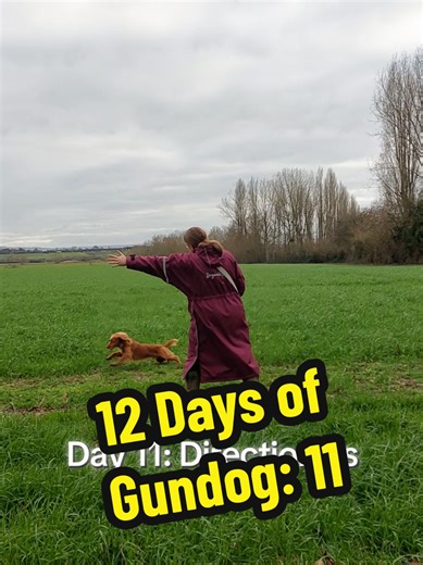 12 Days of Gundog - 1 exercise a day to get started with your gundog breed 🐾 Day 11: Directionals Sit your dog up and throw one retrieve behind, one to the left and one to the right of them. Pick them in whichever order you wish. I would advise doing 'Left' 'Right' and 'Go Back' separately before trying this if your dog hasn't done any direction before. Try on shorter grass for a beginner dog too so they can see the retrieves and can follow your direction without getting distracted by trying to