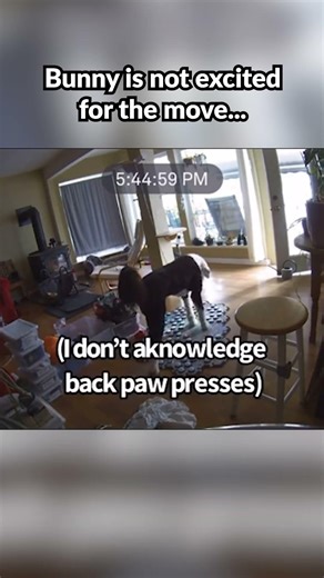 I think our impending move has Buns worried... #whataboutbunny #talkingdog