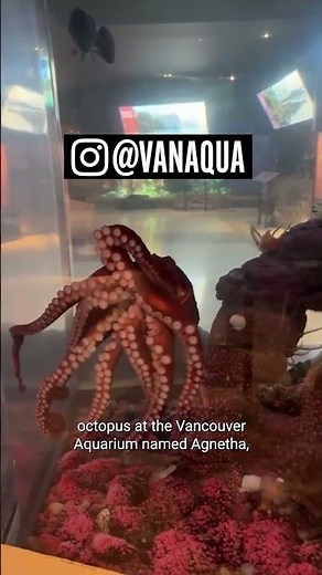 REMARKABLY BRIGHT CREATURES Author Shares How They Filmed the Octopus