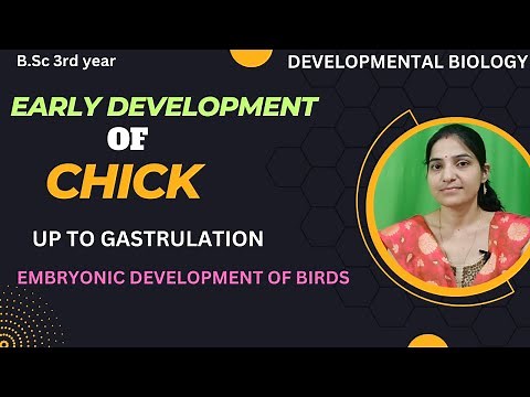 Early Development of Chick Up to Gastrulation bsc 3rd year||Embryonic Development of Bird.